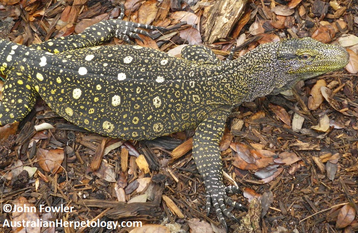 Crocodile Monitor - Varanus salvadoriii